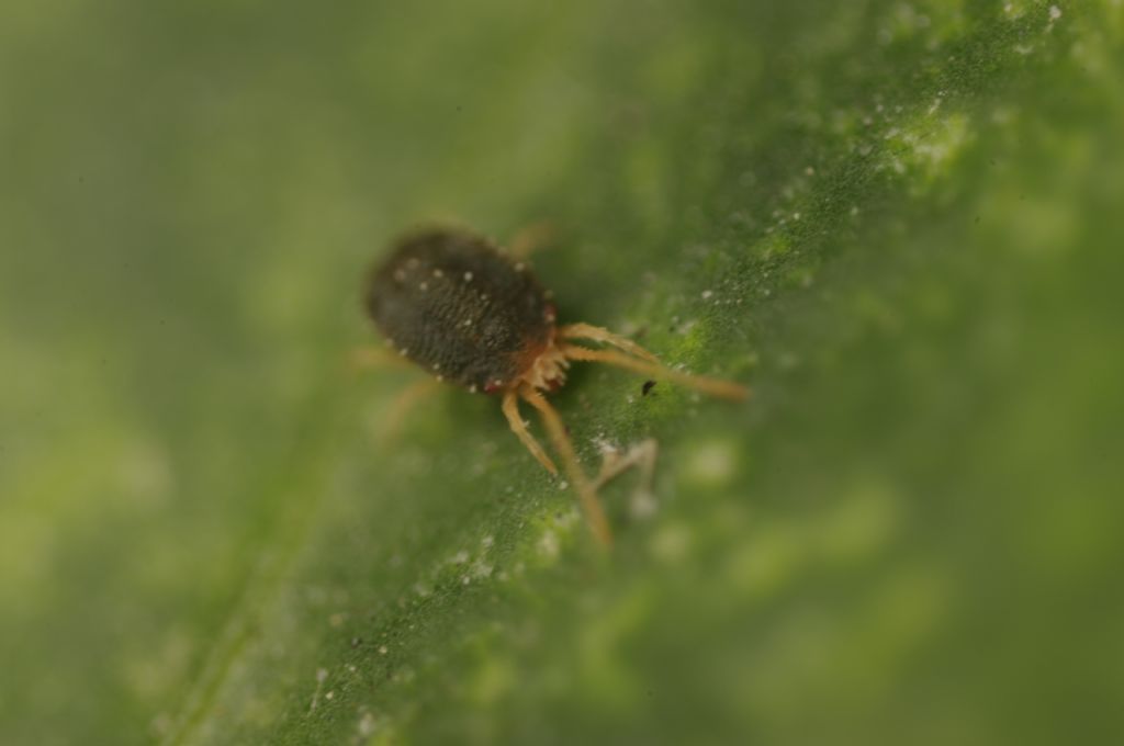 Acari su foglie di edera: cfr.  Tetranychidae - Rende (CS)